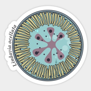 Diatom - Lindavia ocellata (scientific) Sticker